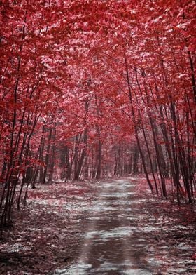 Road Through Red Woods in Autumn