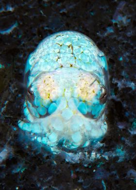 Baby Bobtail Squid