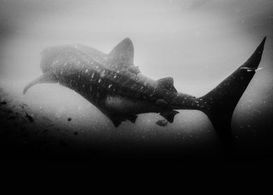 Pregnant Whale Shark