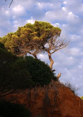 Tree on the Algarve coast