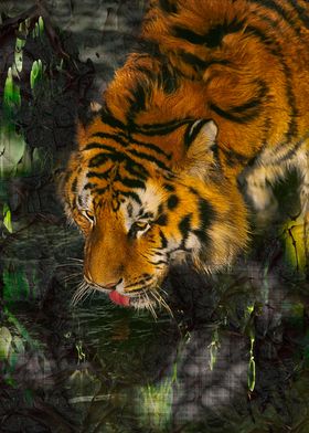 Tiger of Bengala drinking