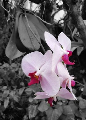 Pink Orchids B&W Effect