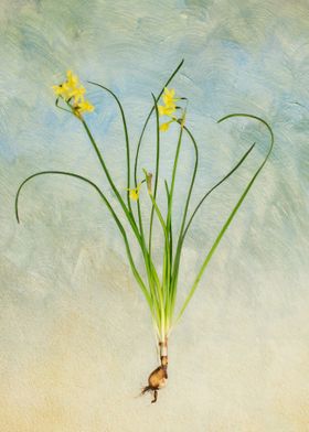 Narcissus Flowers with Bulb Exposed Mid Air