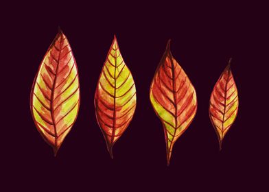 Four Red And Yellow Autumn Leaves