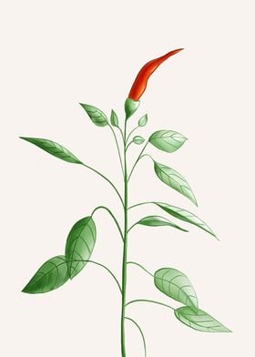 Little Hot Chili Pepper Plant