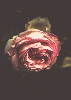 Vintage Roses 09