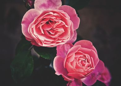 Vintage Roses 05