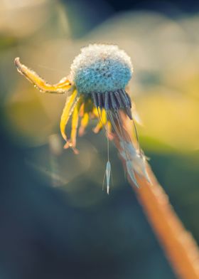 Frozen dandelion