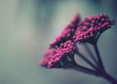 Pink grape flowers