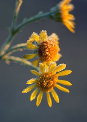 Frozen yellow flowers