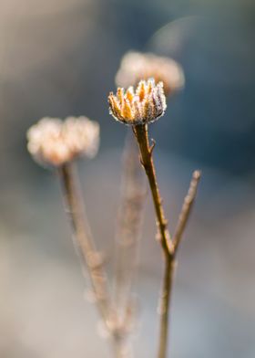 Frozen flower