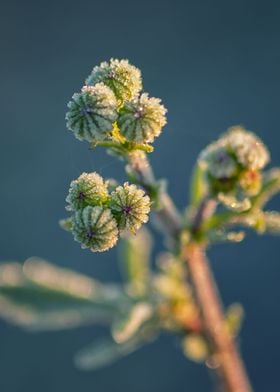 Frozen bud flower