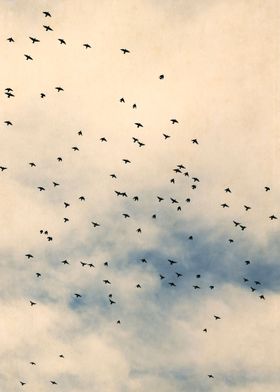 Starlings and Sky iii