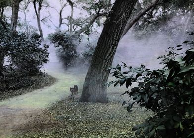 cat in the forest mist