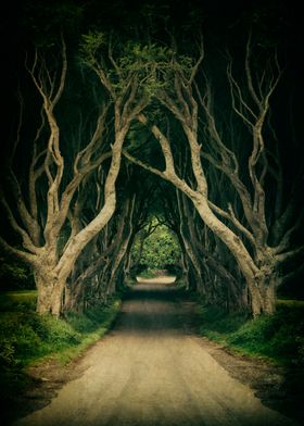 Beeches of Dark Hedges alley in Northern Ireland