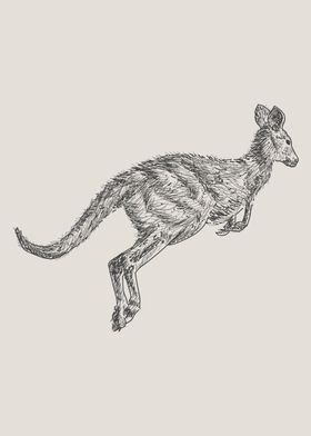Hand Drawn Kangaroo