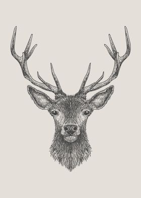 Hand Drawn Stag