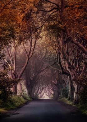 Autumn Alley in Northern Ireland