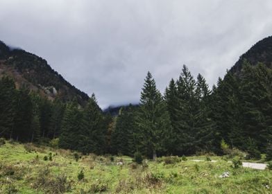 Mystic Forest in Slovenia 05