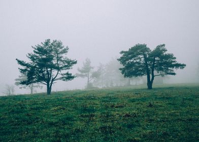 Mystic Forest in Slovenia 04