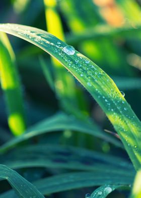 Rain drops on grass