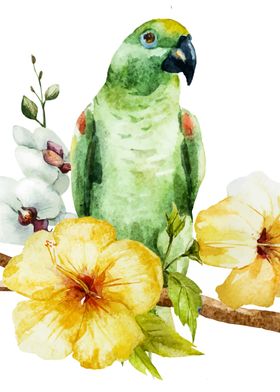 Parrot 01