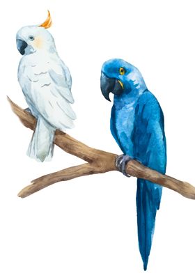 Parrots 03