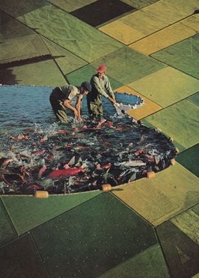 Salmon Farm [collage]
