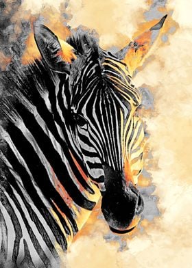 Zebra