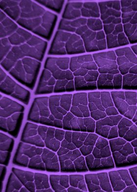 LEAF STRUCTURE ULTRAVIOLET no3