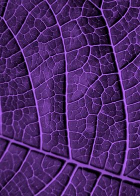 LEAF STRUCTURE ULTRAVIOLET no1