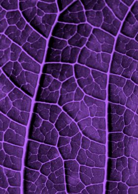 LEAF STRUCTURE ULTRAVIOLET no2