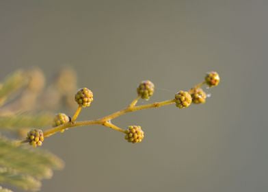 Bud of Mimosa