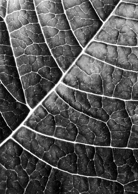 LEAF STRUCTURE no2 BLACK AND WHITE