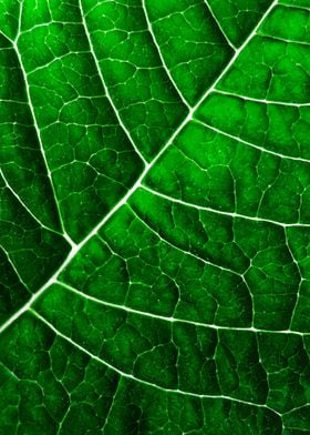 LEAF STRUCTURE GREENERY no