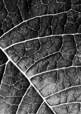 LEAF STRUCTURE no2a BLACK AND WHITE