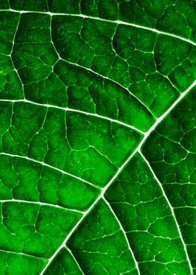 LEAF STRUCTURE GREENERY no