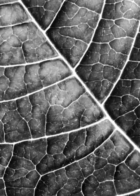 LEAF STRUCTURE no2b BLACK AND WHITE. Photoart.