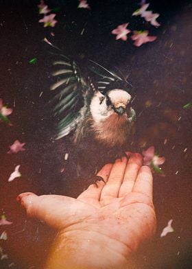 A Bird In The Hand