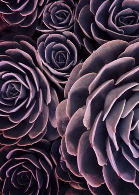 DARKSIDE OF SUCCULENTS-1D