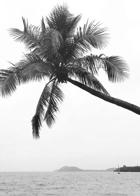 Palm tree