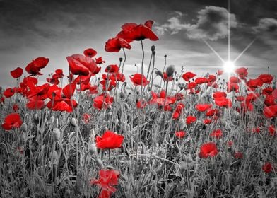 Idyllic Field of Poppies