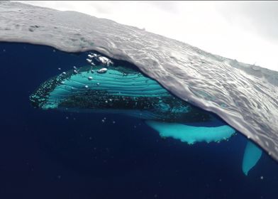 humpback whale ocean