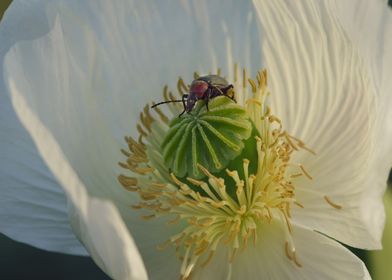 Beetle on a white poppy