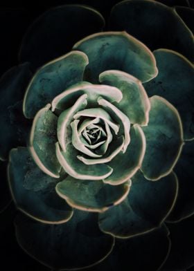 DARKSIDE OF SUCCULENTS-4A