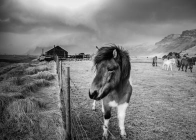 Horses of Iceland