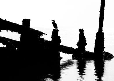 Perched Cormorant