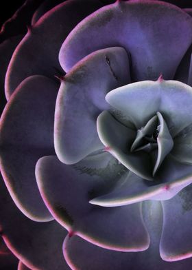 DARKSIDE OF SUCCULENTS-7B