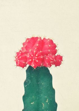 Red Plaid Cactus