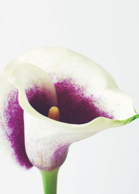 Calla Lily